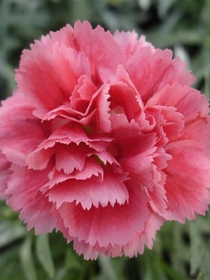 DIANTHUS Super Trouper Silver Pink